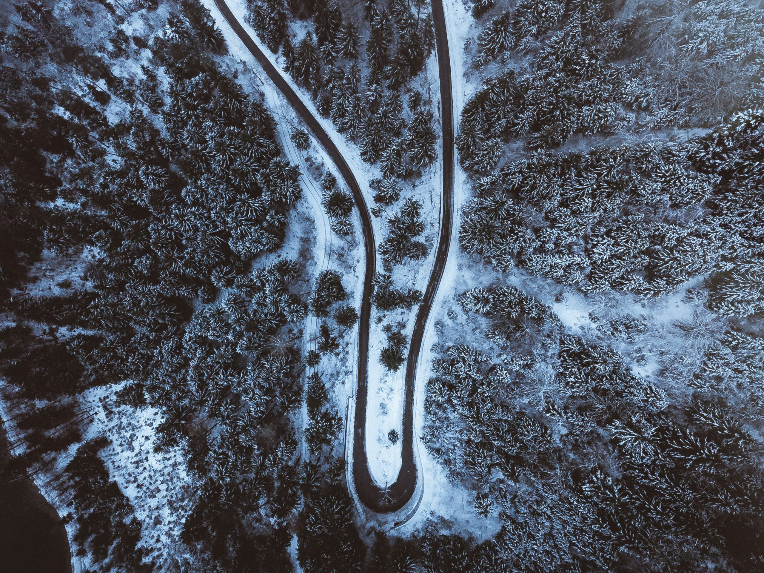 Illustration showing l-carnitine aiding cellular energy production through fat transport.